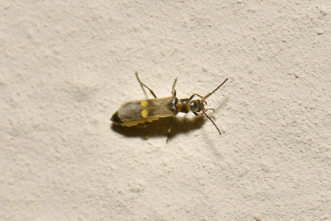 Cantharidae: Malthodes sp.? S, femmina